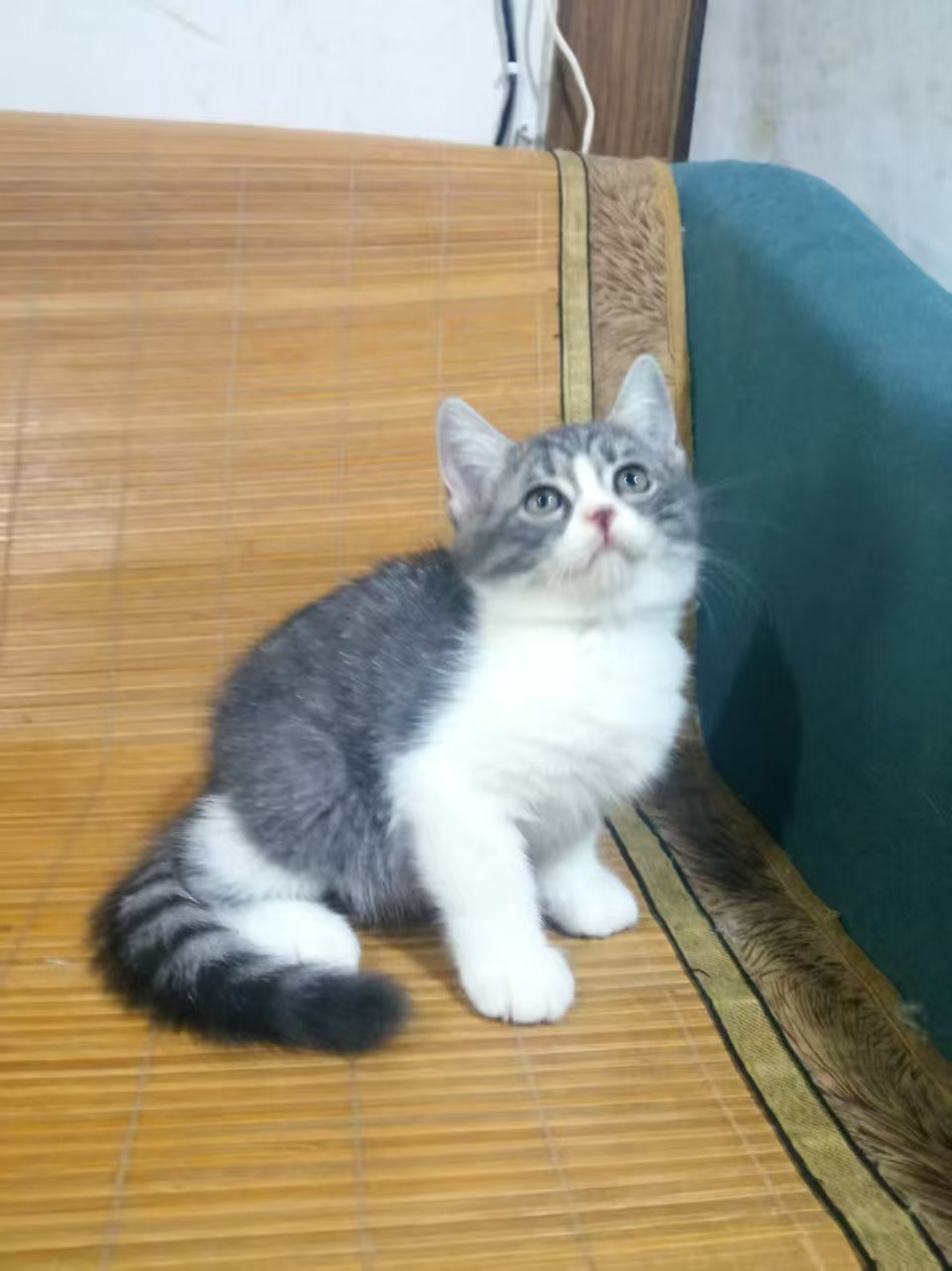 美国短毛猫