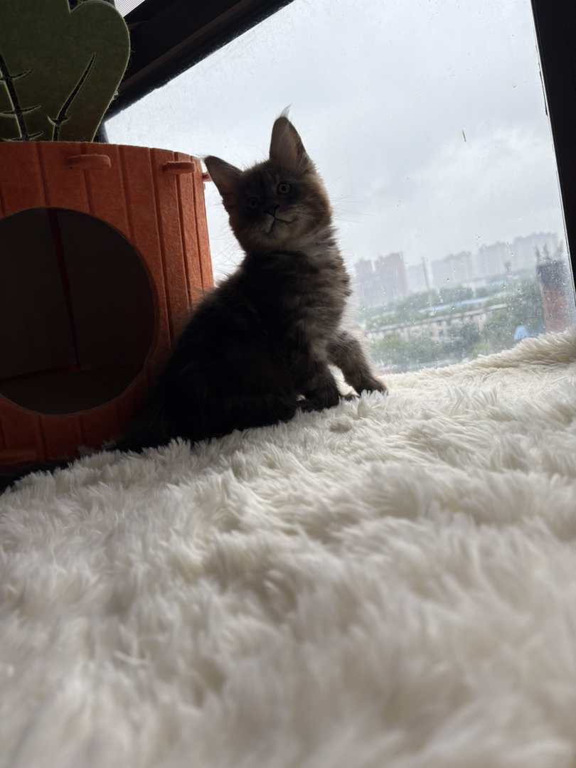 缅因猫幼崽，体型较大，毛发浓密，温柔霸气的猫中贵族