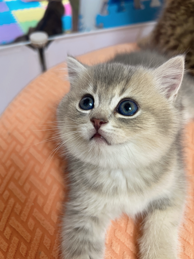 英短小猫，蓝眼萌态，毛软蓬松，居家陪伴好伙伴