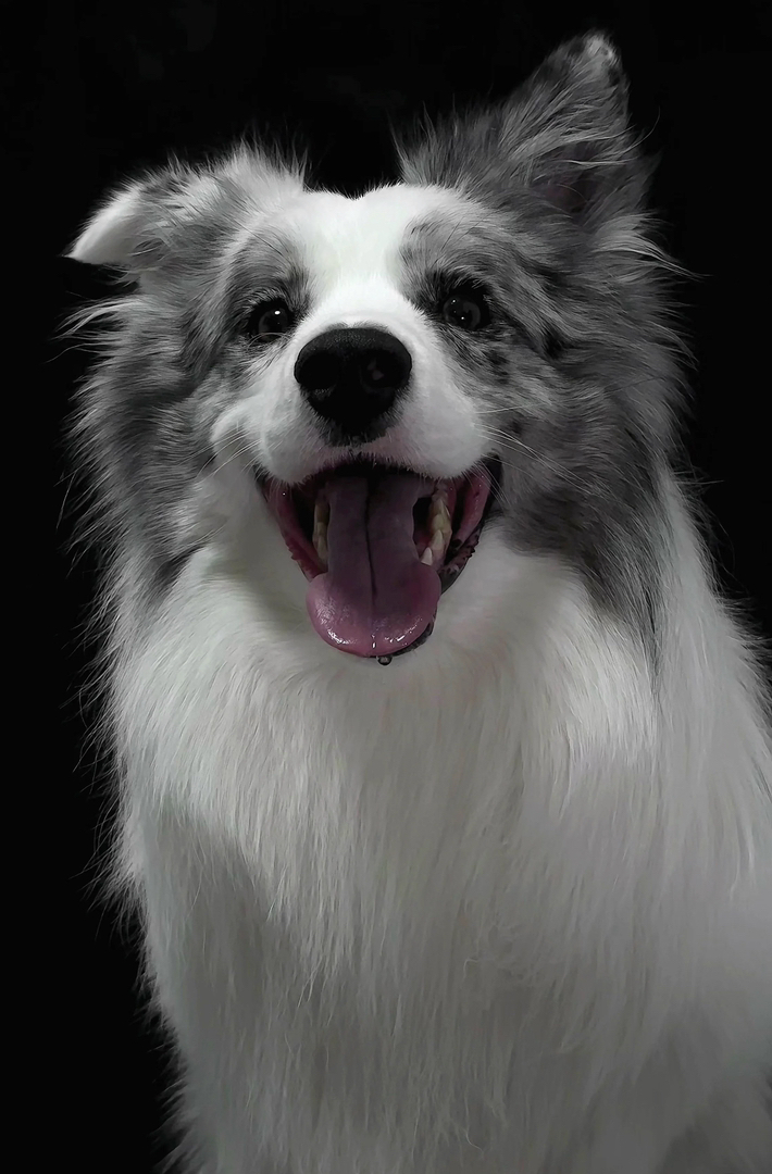 陨石色边境牧羊犬,聪明机灵,长毛飘逸,超棒的宠物伴侣