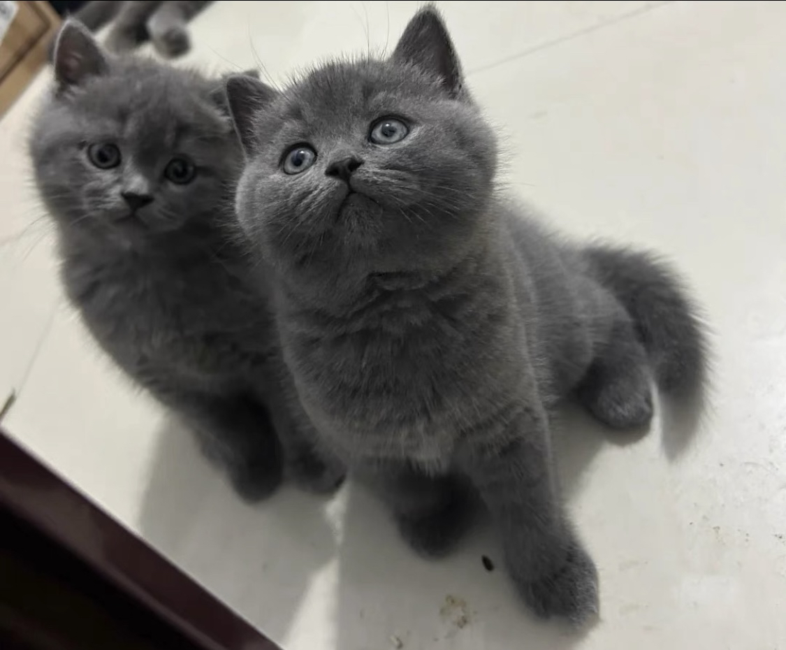 蓝猫已打疫苗驱虫保障终身售后。金渐层布偶银渐层金吉拉暹罗蓝猫银点