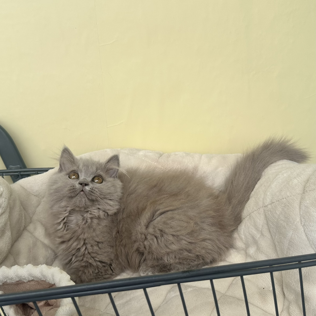 英短蓝猫