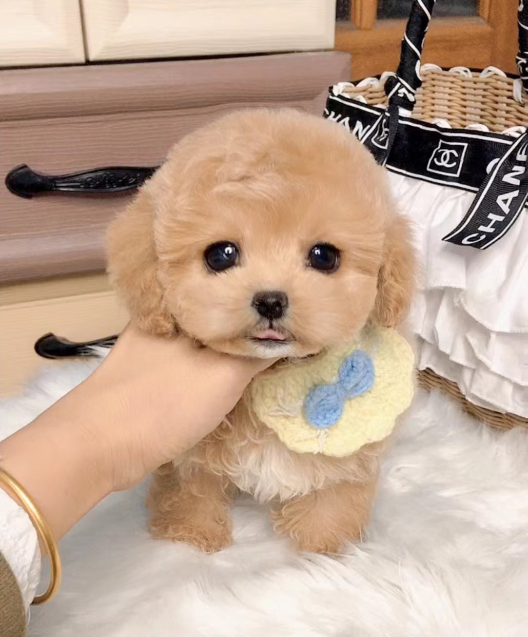 香槟色娃娃脸泰迪熊