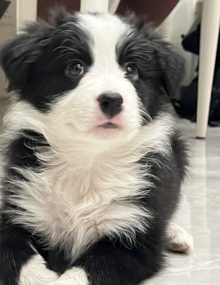 双血统带证书芯片❤️边境牧羊犬
