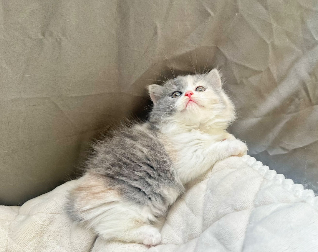 拿破仑三花妹妹