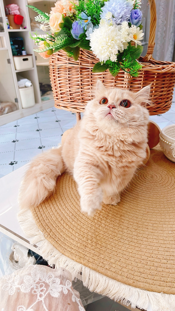 6个月拿破仑乳色