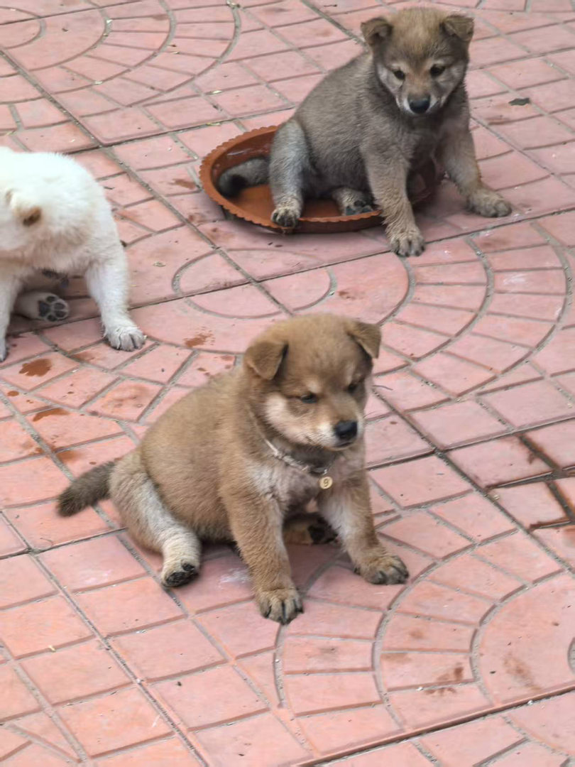 【自家繁育超萌柴犬弟弟找新家～】