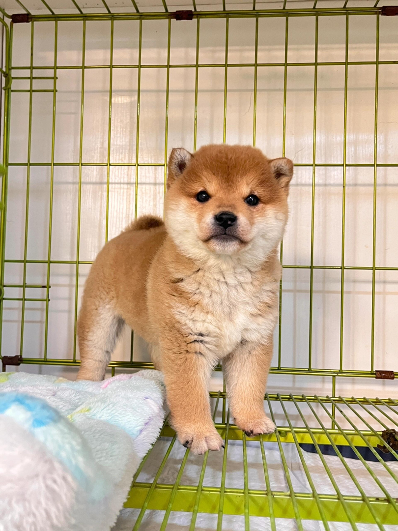 可爱豆柴犬幼犬,毛茸茸超萌,忠诚乖巧,理想宠物伴侣