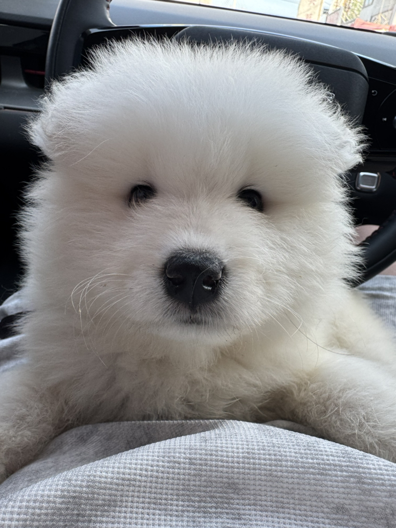 萨摩耶幼犬，毛白如雪，颜值超高，可爱萌宠首选