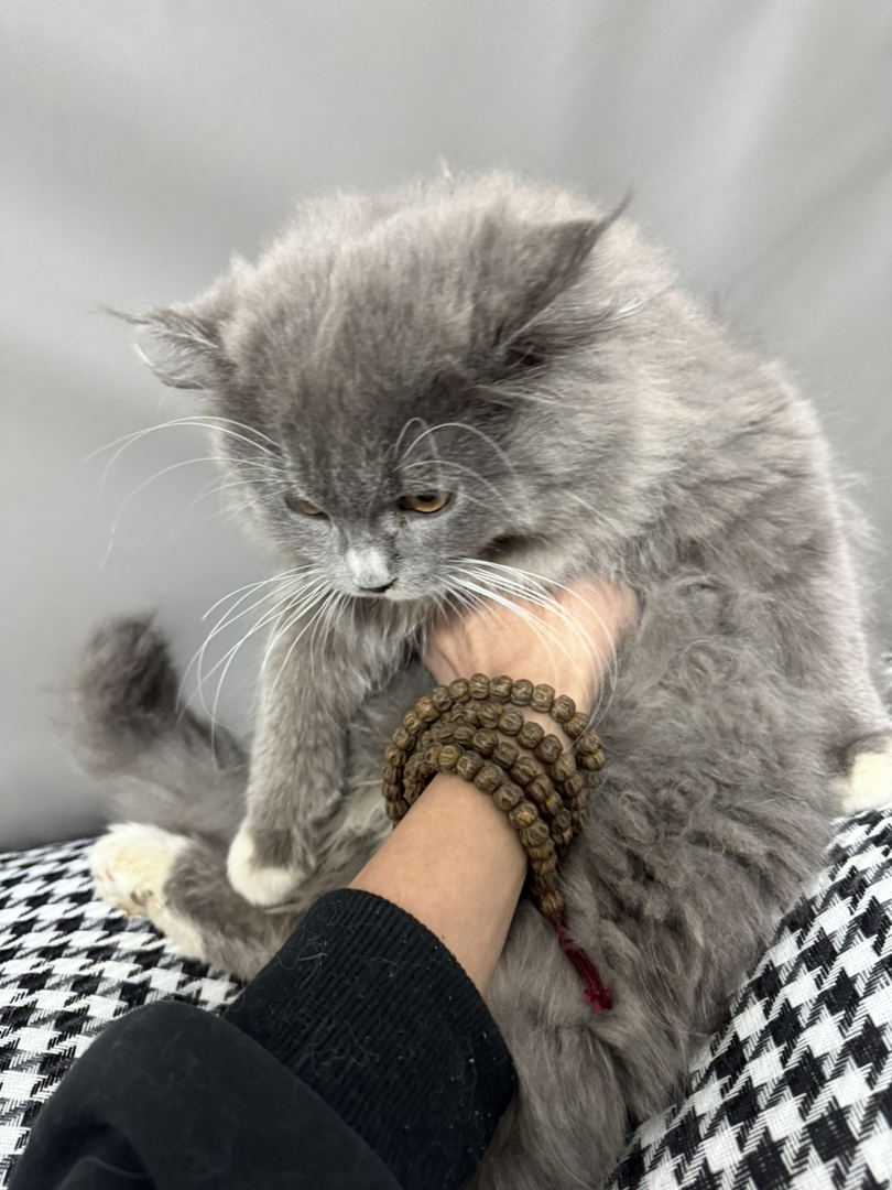 蓝猫长毛  白手套  粉爪垫  巨肥  3个多月