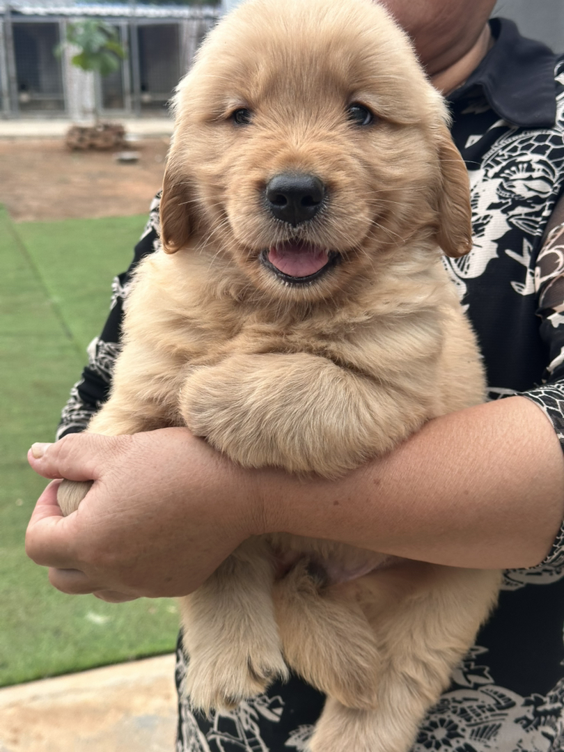 金毛幼犬，可爱活泼，性格温顺，适合家庭养殖