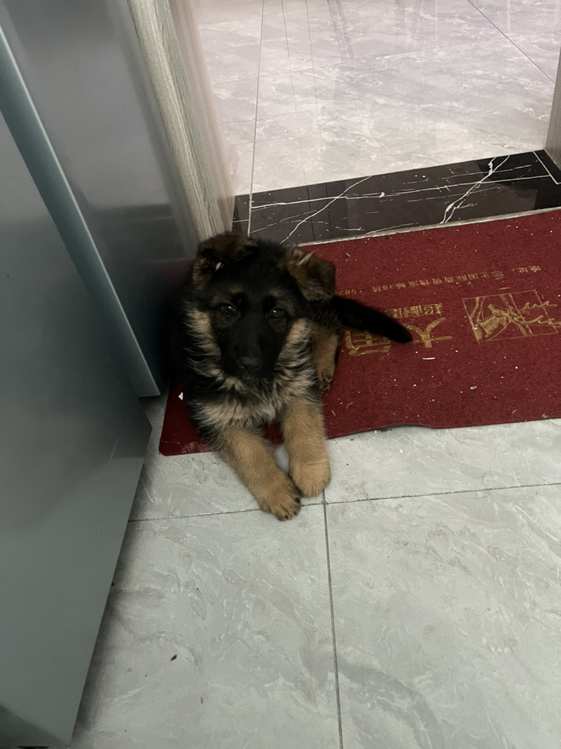 德国牧羊犬