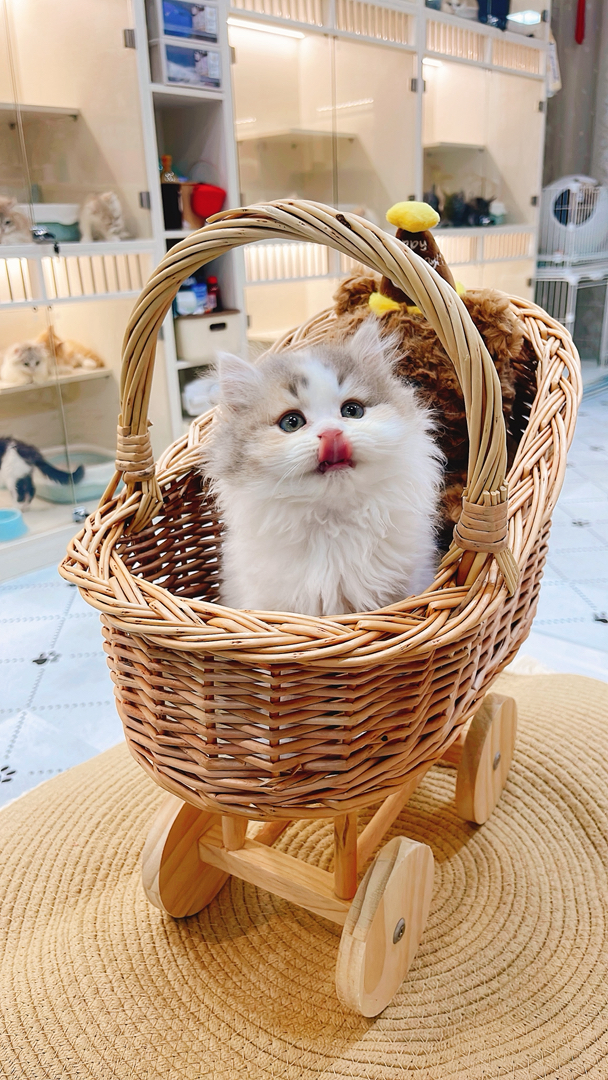 三花高地