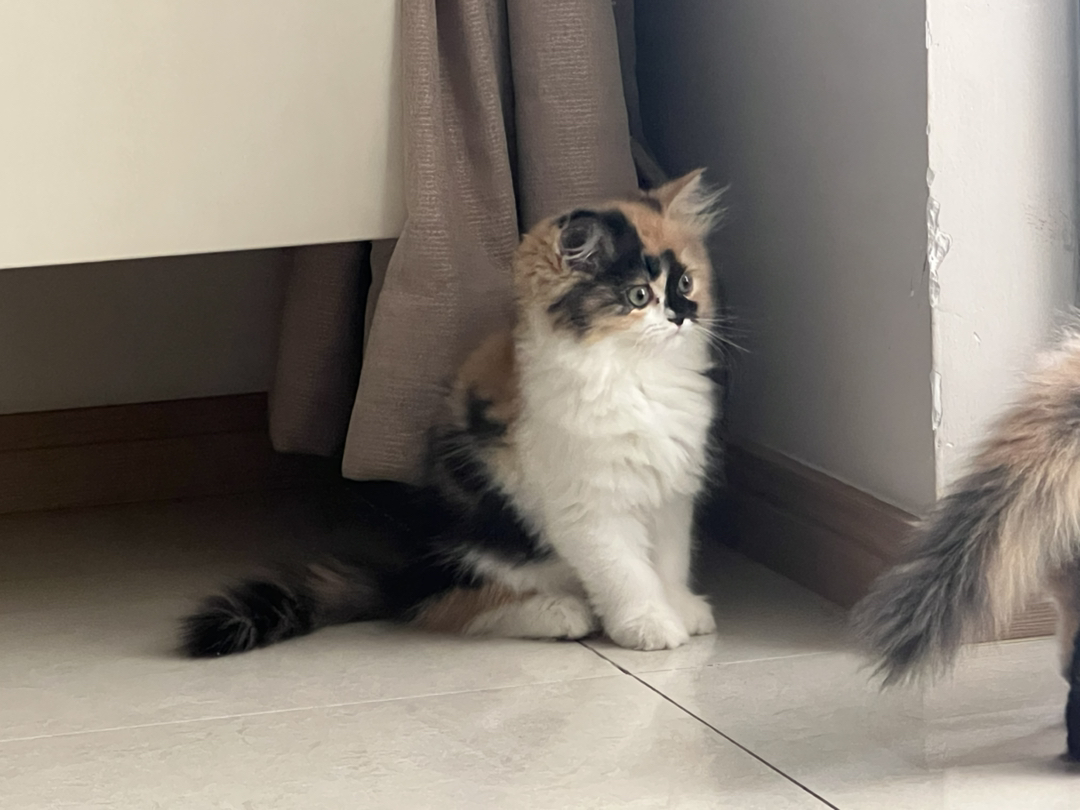 可爱三花猫，颜值超高，性格温顺，给你满满治愈感