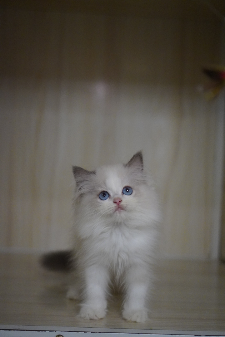 布偶猫(仙女猫),蓝眼蓬松毛,品相甜美温顺粘人,理想家庭伴侣