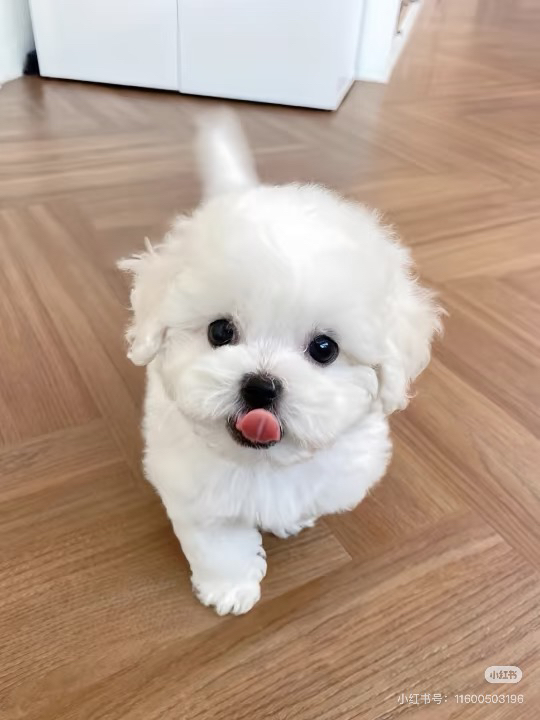 可爱韩版小体比熊犬，浑身雪白似棉花糖，萌态十足惹人爱