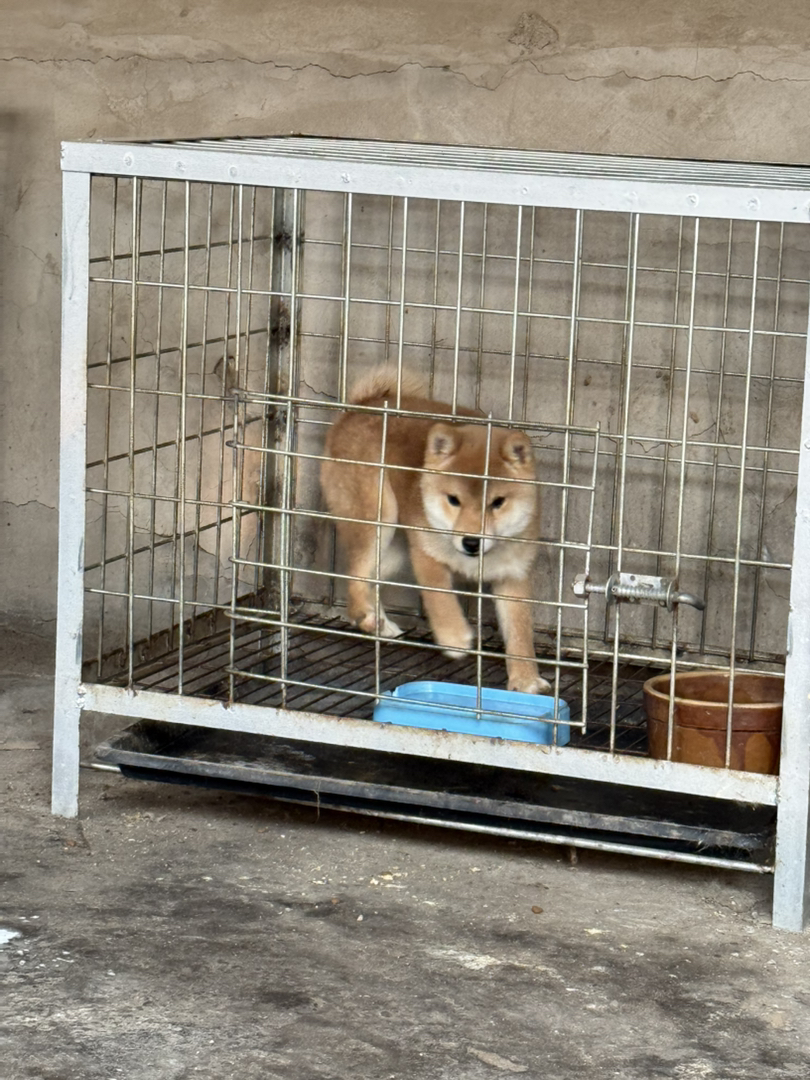 黑色极品豆柴犬