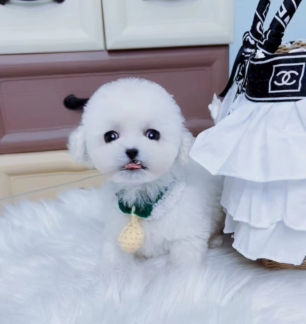 韩版比熊