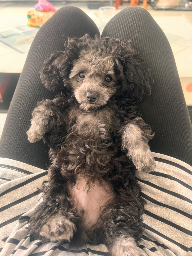 可爱泰迪犬，卷毛蓬松，小巧玲珑，最佳陪伴宠物