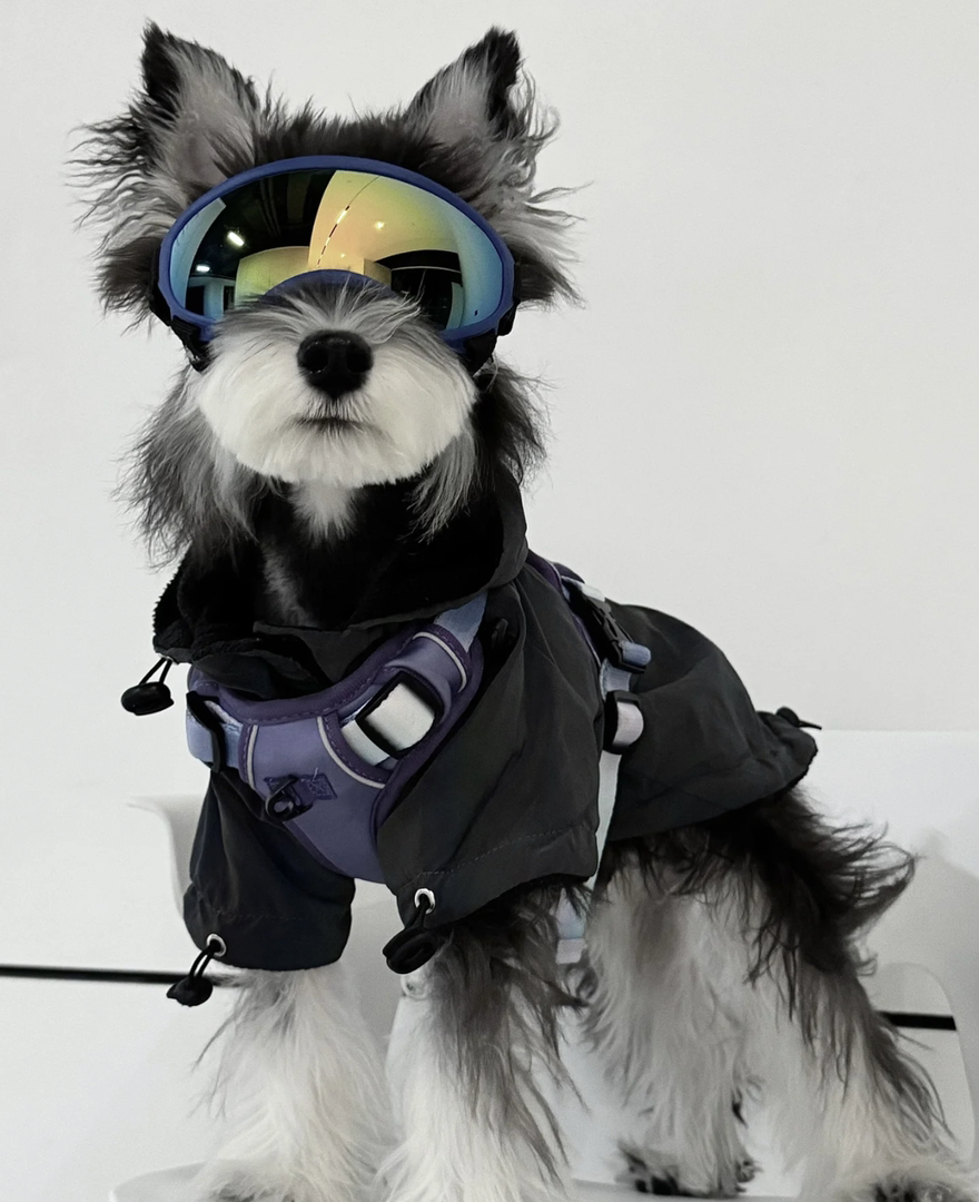 雪纳瑞犬,造型时尚,毛发浓密,个性独特的可爱萌宠