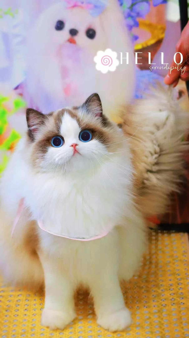 高端布偶猫❤平台推荐