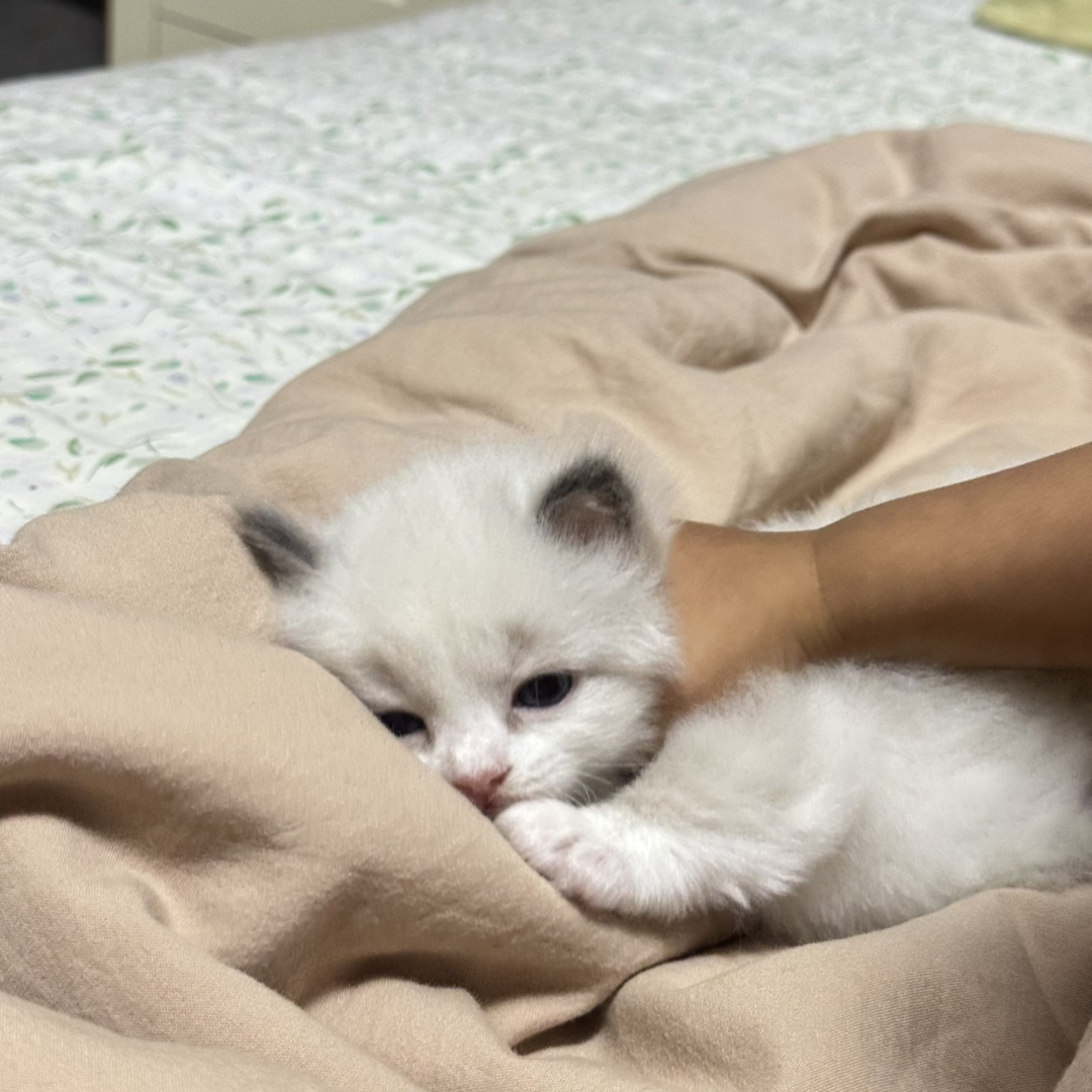 布偶猫，有想要的私信我哈❤️