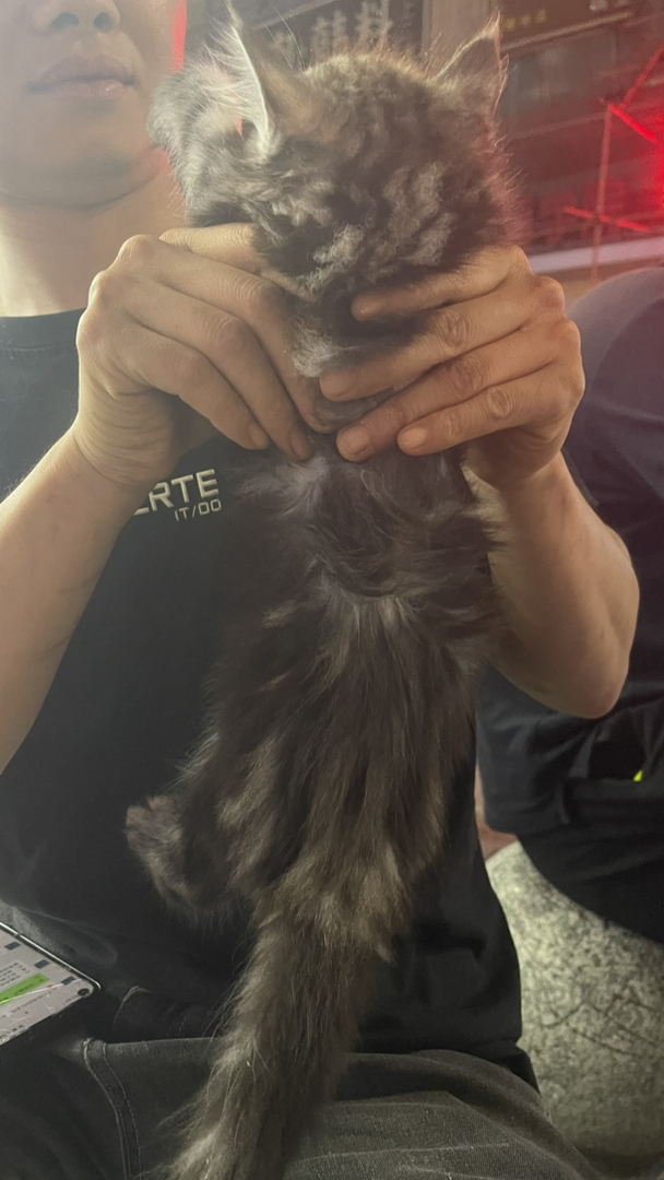 缅因猫幼崽，毛发浓密，体型较大，温顺可爱的理想宠物