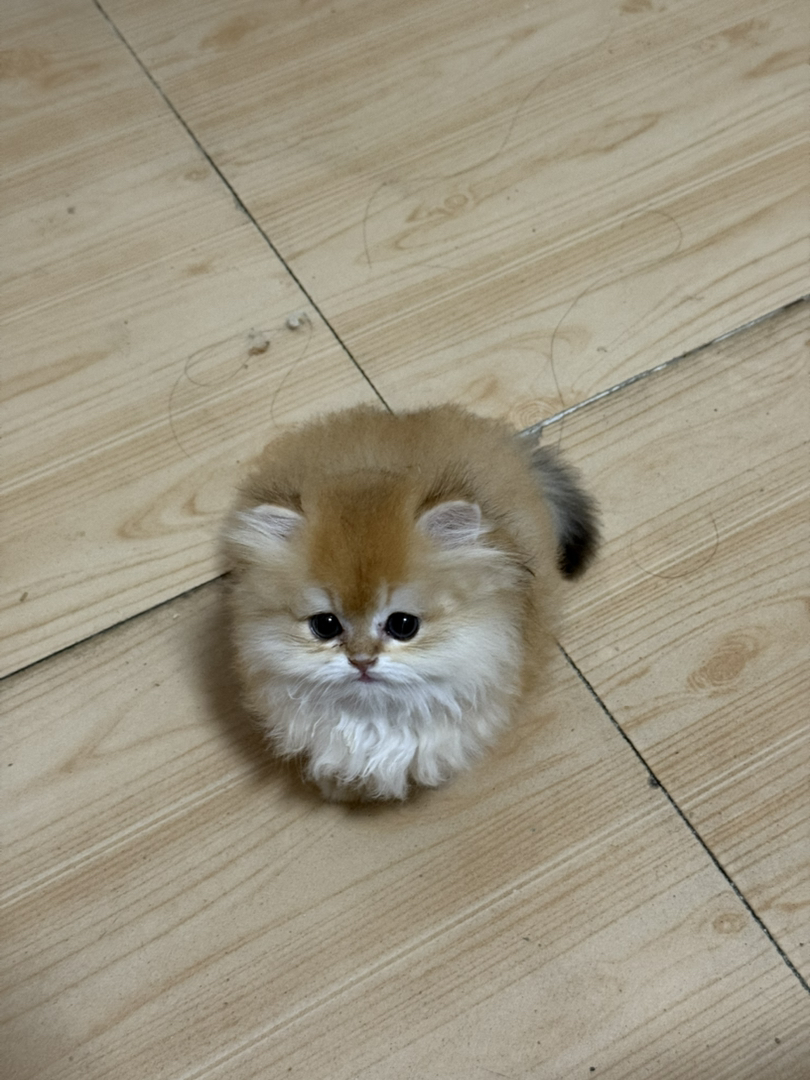 叫烧饼