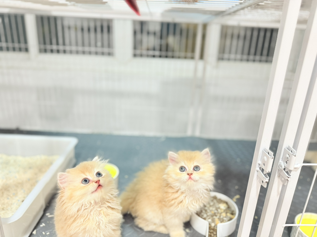 长毛双麻紫金渐层