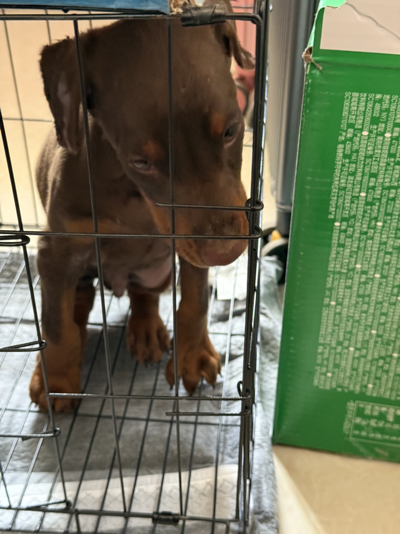 杜宾幼犬，品相优良，聪明机警，忠诚守护的不二之选
