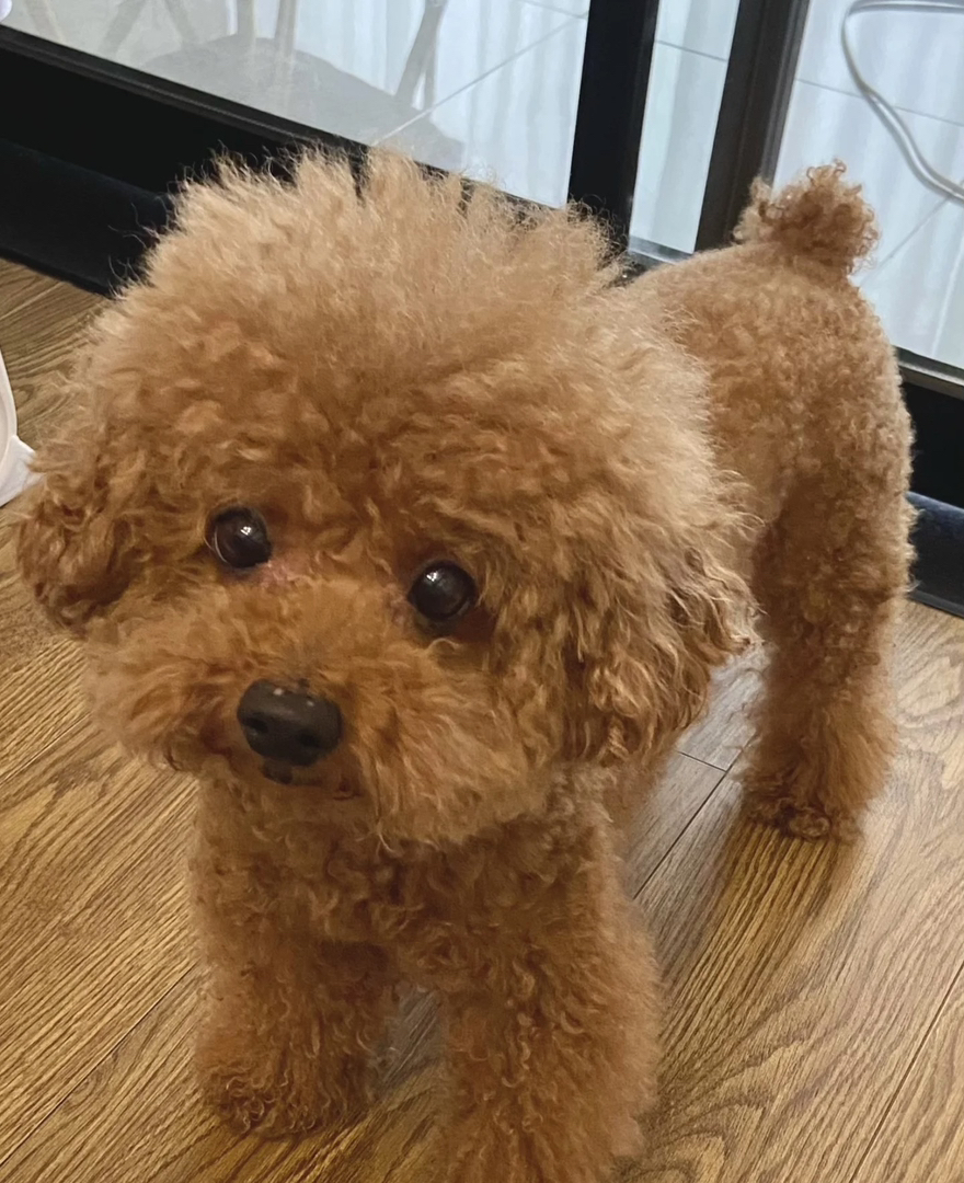 可爱泰迪犬,卷毛蓬松,小巧玲珑,萌宠最佳选择