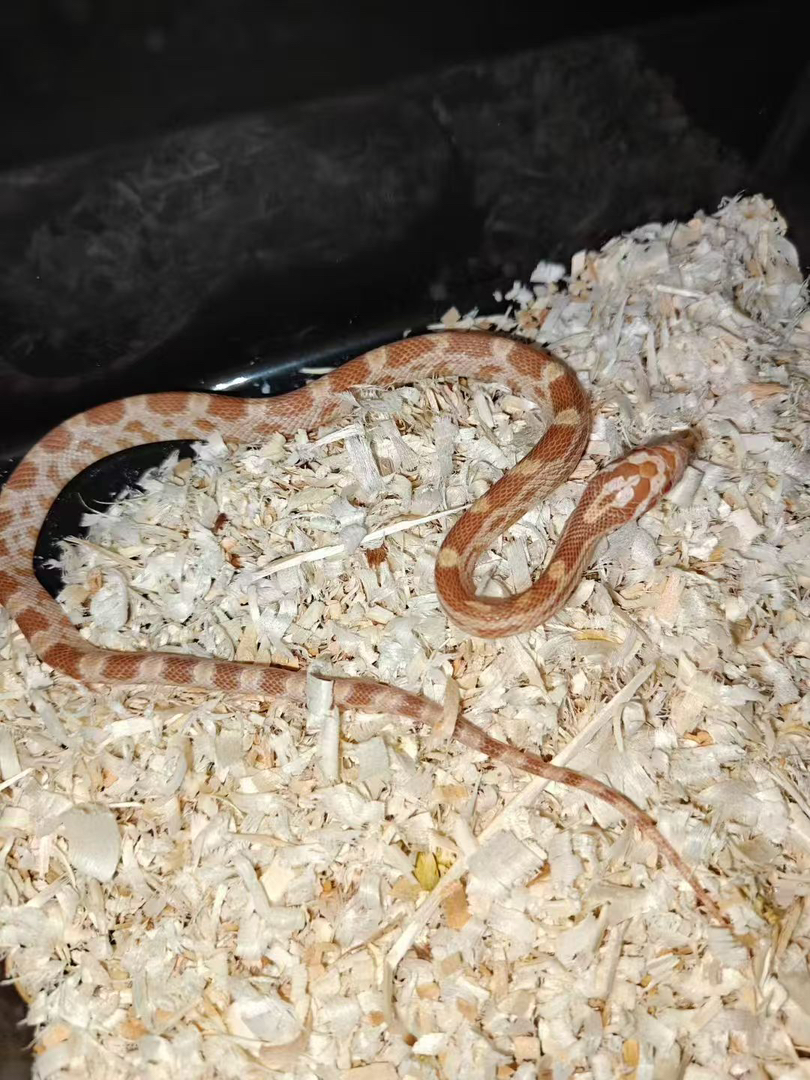 牛油玉米蛇苗子包邮包活包风险好养适合新手稳冻，蛇不能也不需要打疫苗