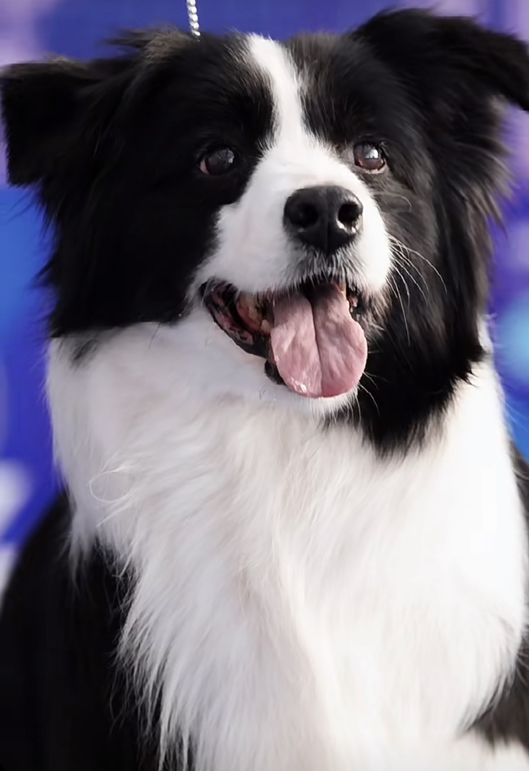 双血统赛级边牧❤边境牧羊犬