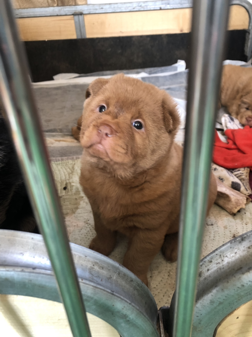 广东五红犬