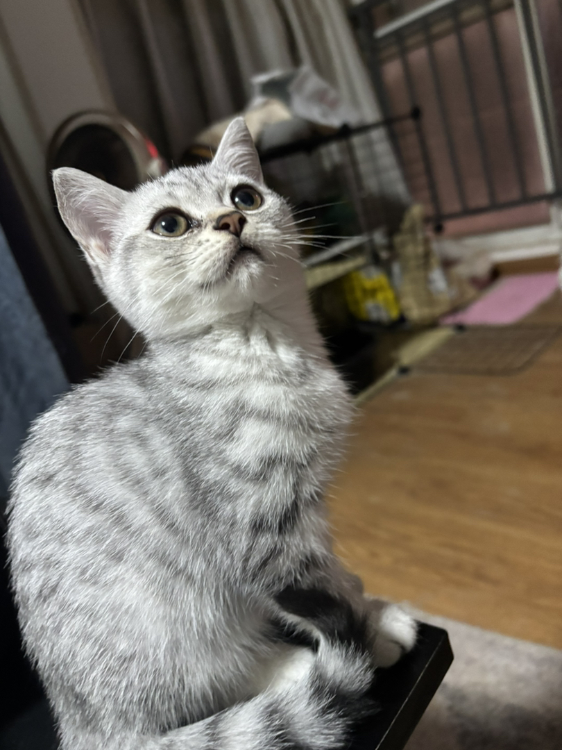 自家猫生的纯种，男孩女孩都有2个月，西安自提