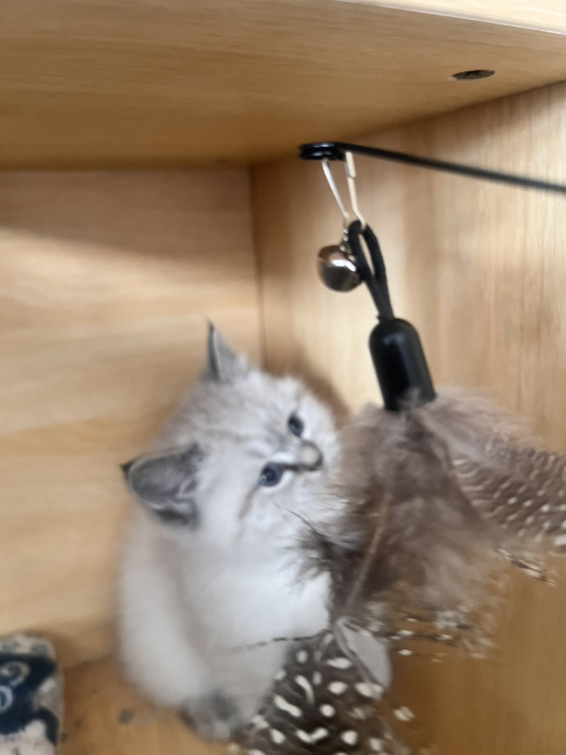 蓝眼雪绒毛发,温顺粘人,颜值高易饲养,萌宠优选