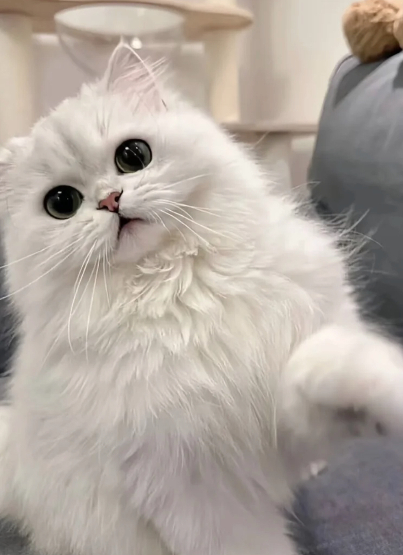 临清狮子猫