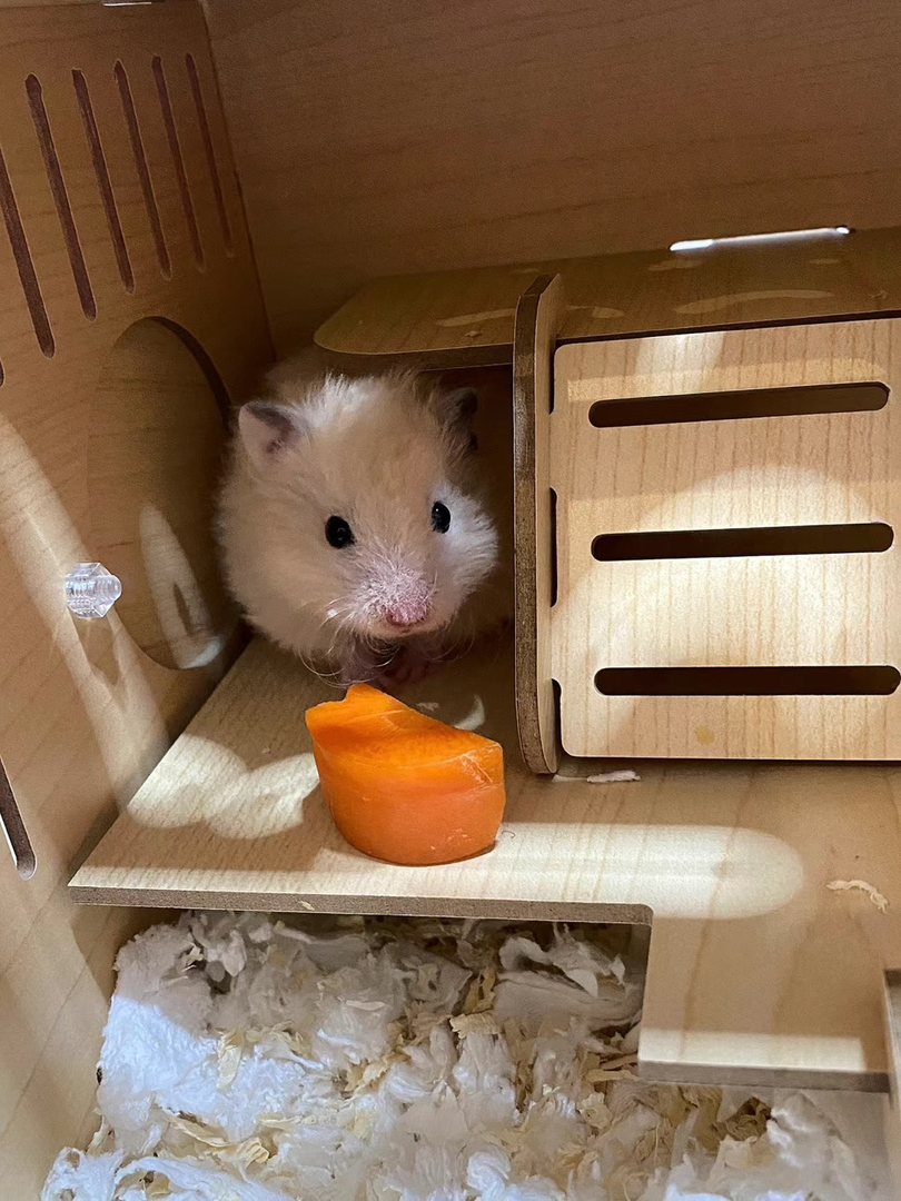 仓鼠