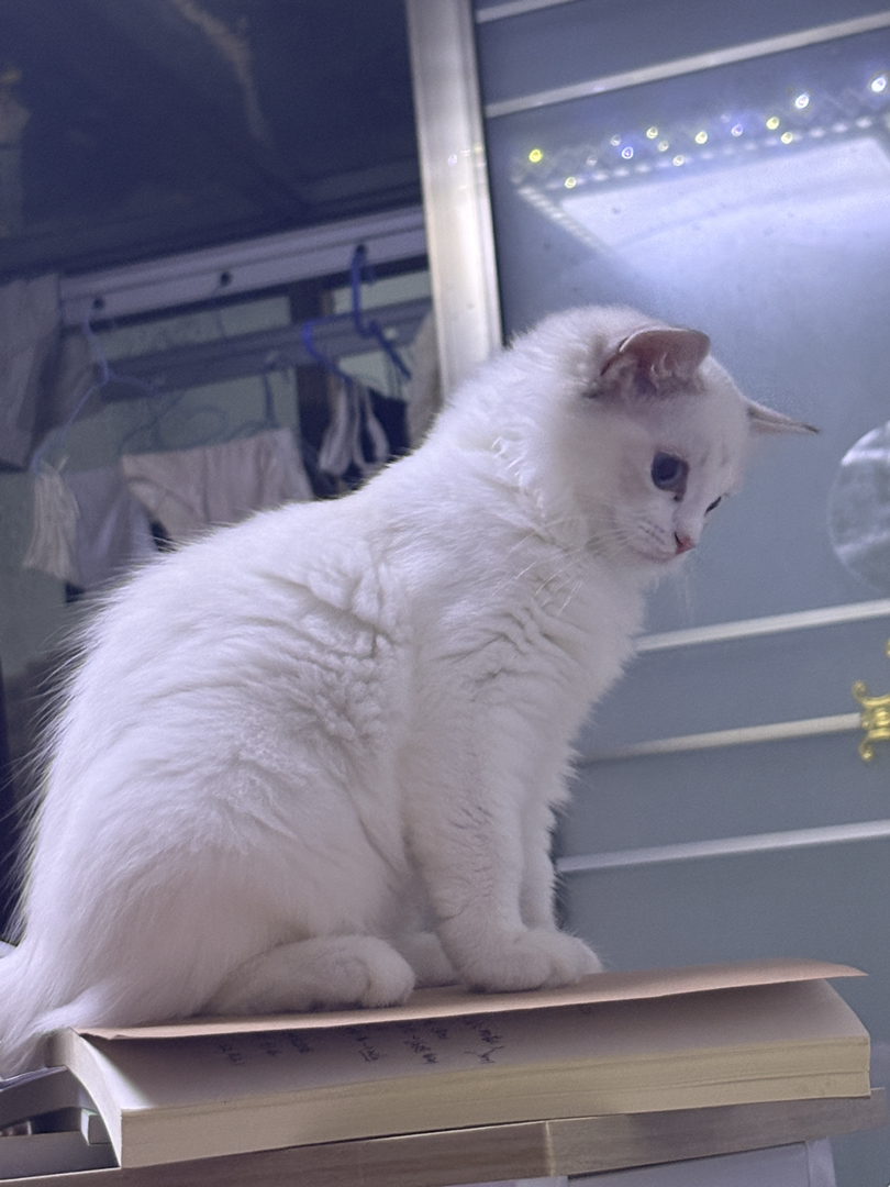 仙气飘飘布偶猫，颜值爆表，性格温柔，治愈系小天使