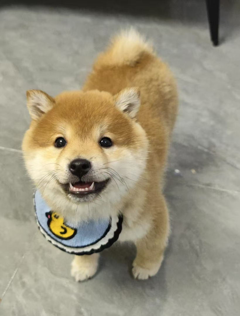 柴犬幼崽 送过渡粮 狗绳 ➕狗瘟 冠状 细小试剂检测