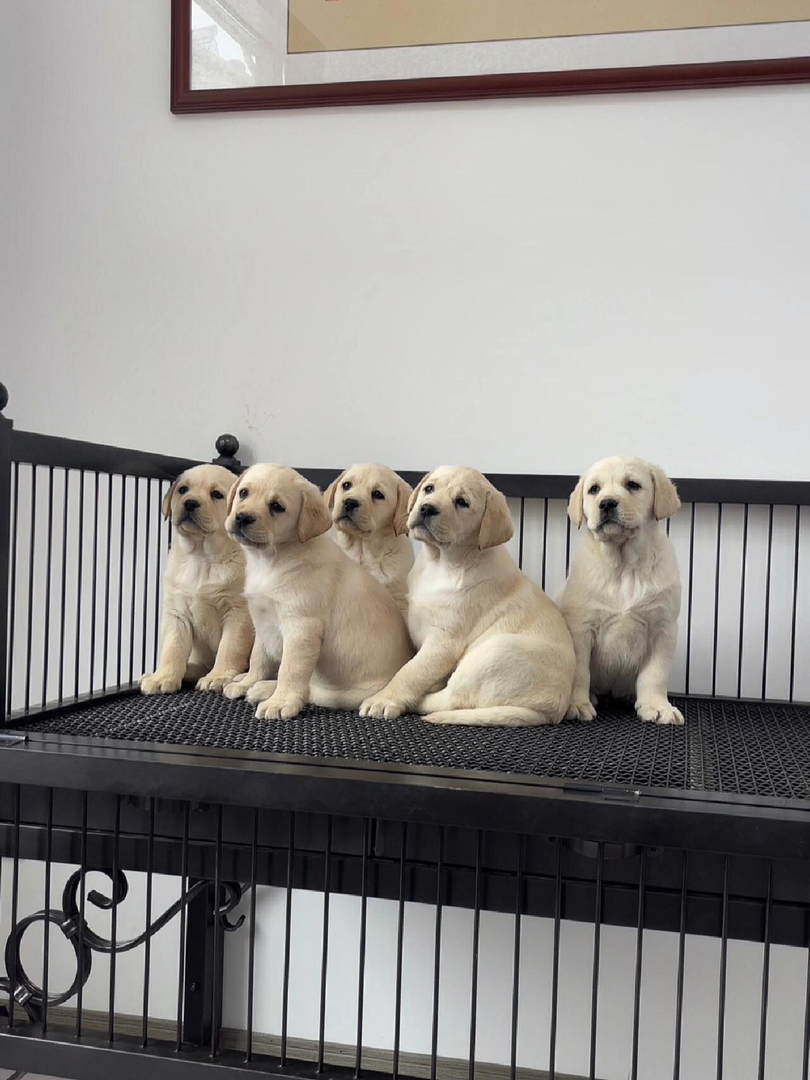 拉布拉多幼犬