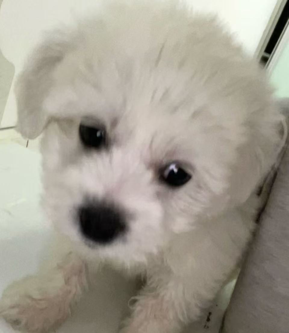 小比熊