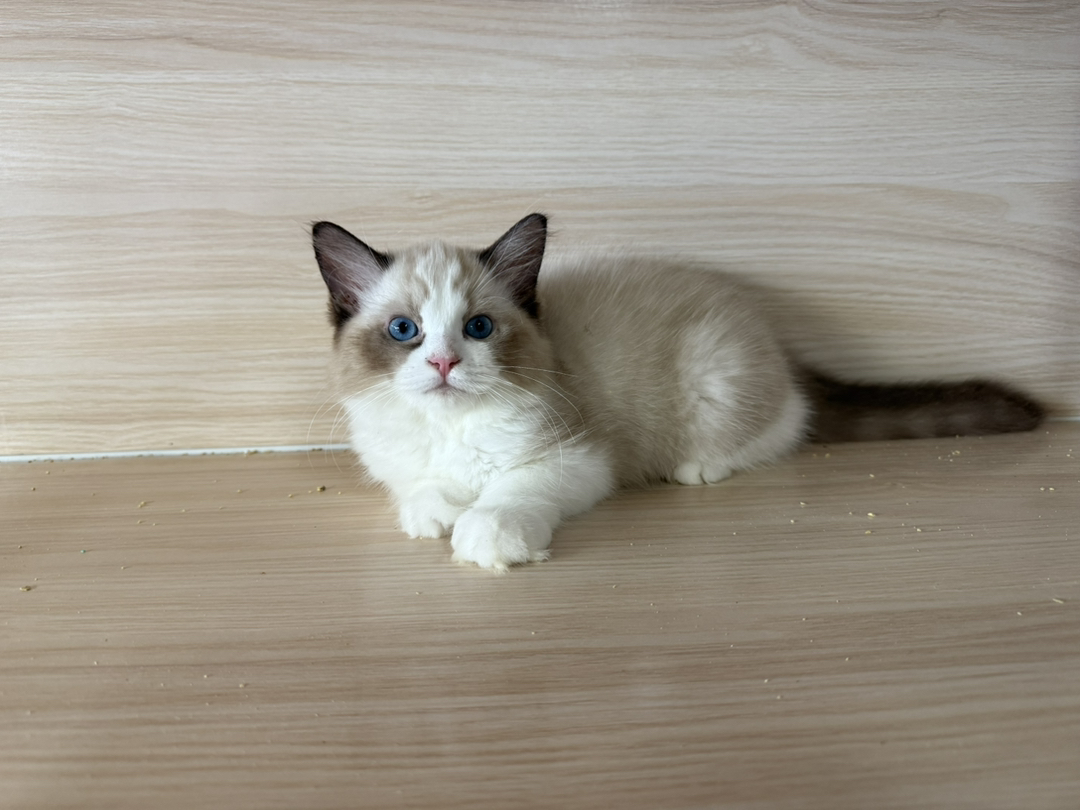 大体格布偶猫幼崽，蓝眼迷人，颜值超高，温柔可爱的绝佳伴侣
