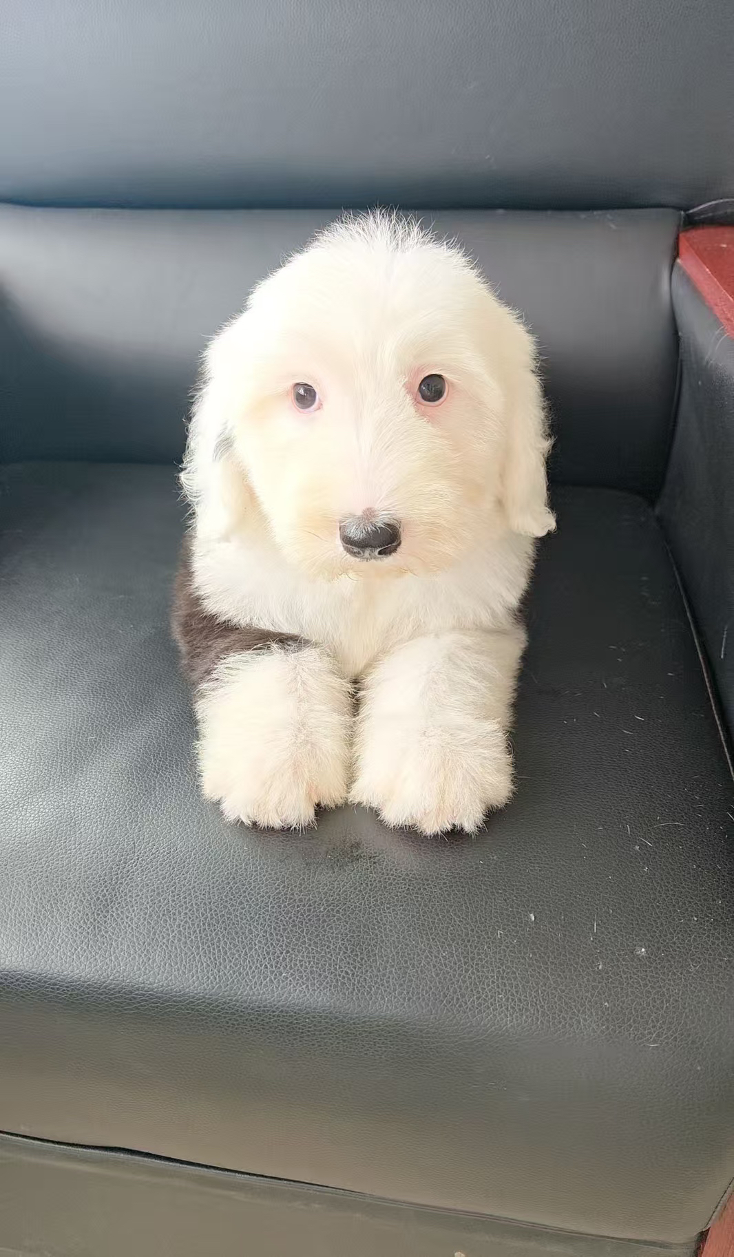 古代牧羊犬 已驱虫打疫苗 公母都有 可爱温顺