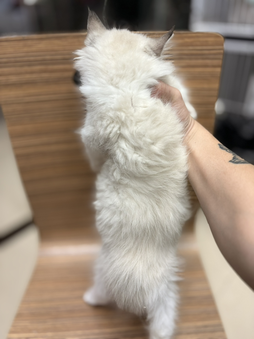 布偶猫 正八开脸 品相特好 五粉