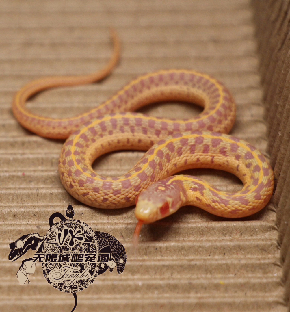 白化束带宝宝1只可以吃鸡心鱼肉不需要加温）