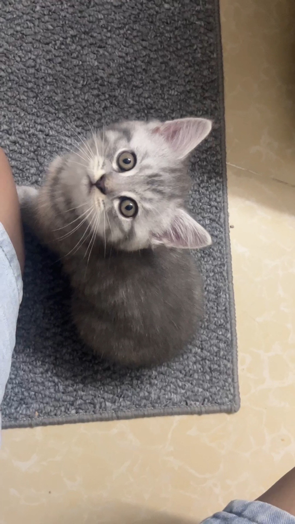 美国短毛猫幼崽，可爱乖巧，斑纹漂亮，绝佳的宠物伴侣