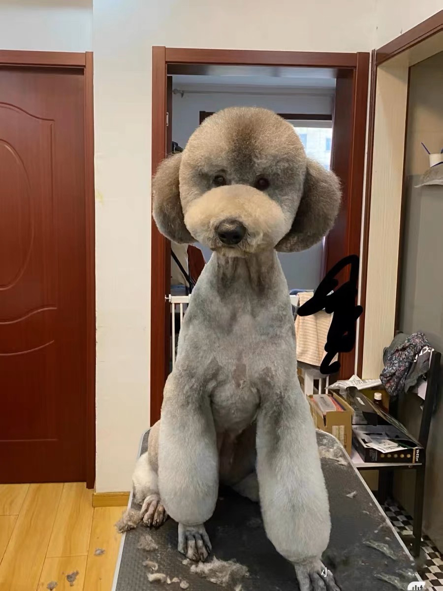 各种颜色花巨贵犬❤️灰色巨贵