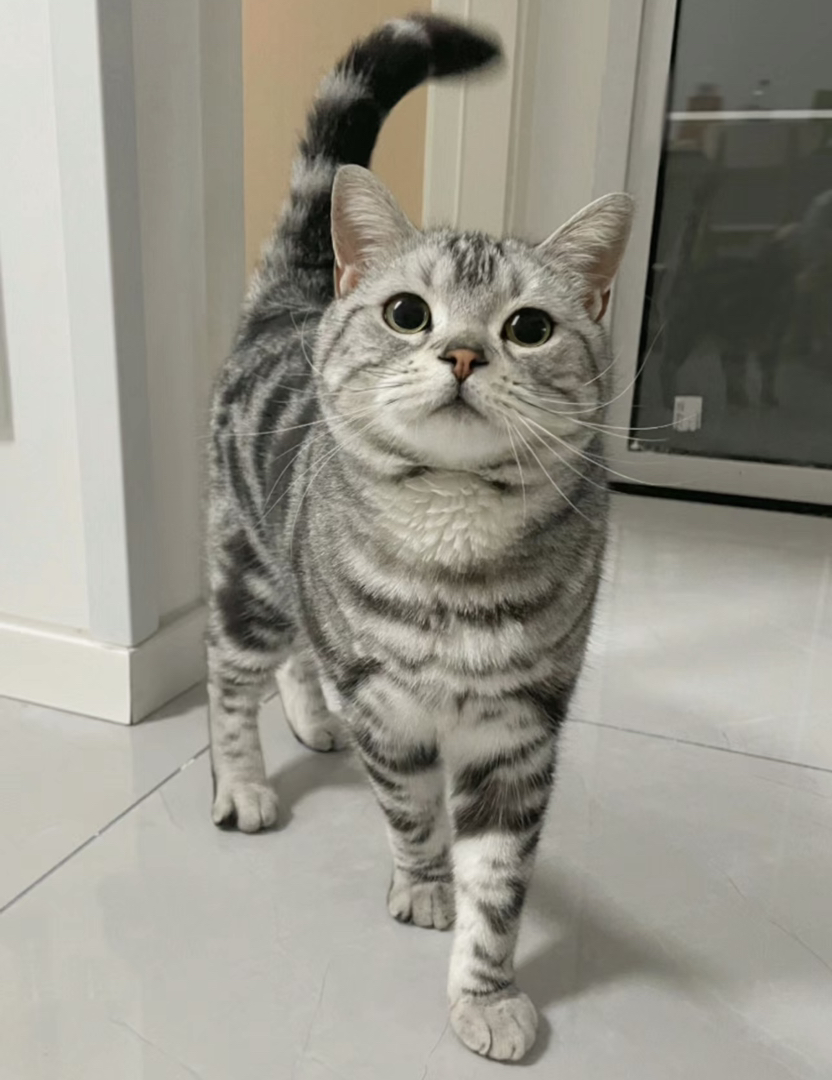 美短猫咪，银灰色斑纹，颜值高，活泼可爱好伴侣，后面2张是它们爸妈。