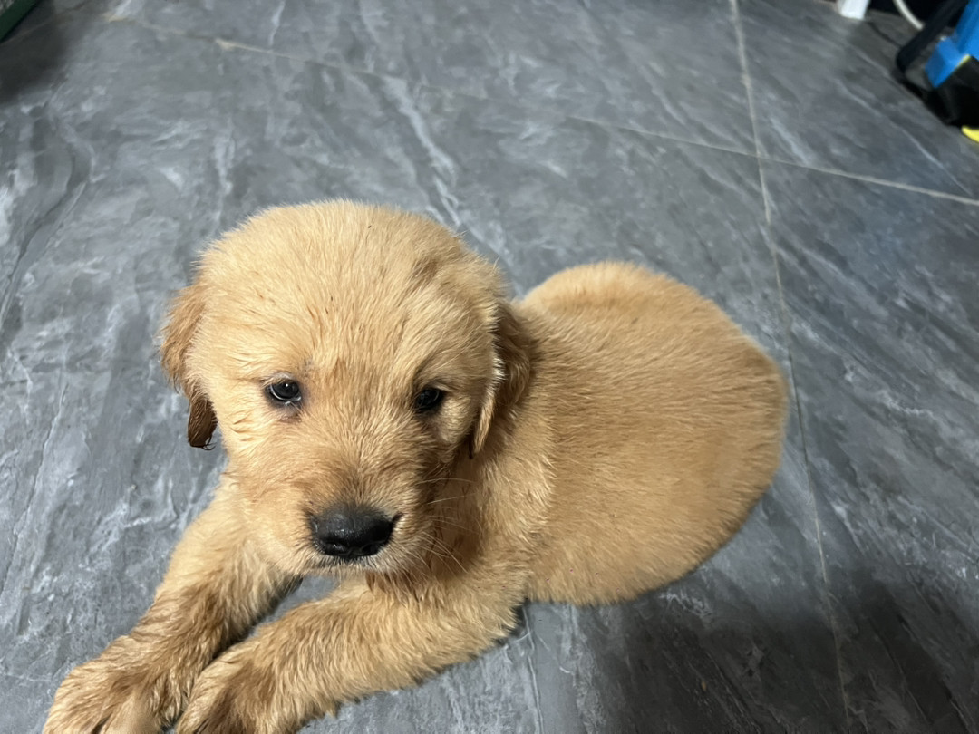 金毛幼犬，慵懒可爱，只因想要，不惧炎炎夏日